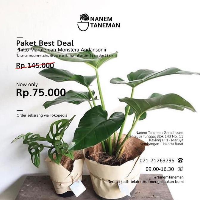 Nanem Taneman - Phillo Marble & Monstera Obliqua - Paket Best Deal Terlaris