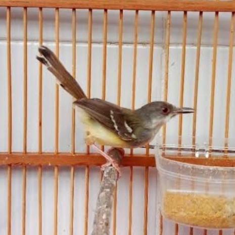 burung ciblek semi jantan ngevoer rawatan