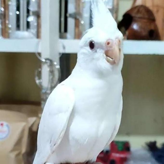 Burung falk Australia albino mata merah