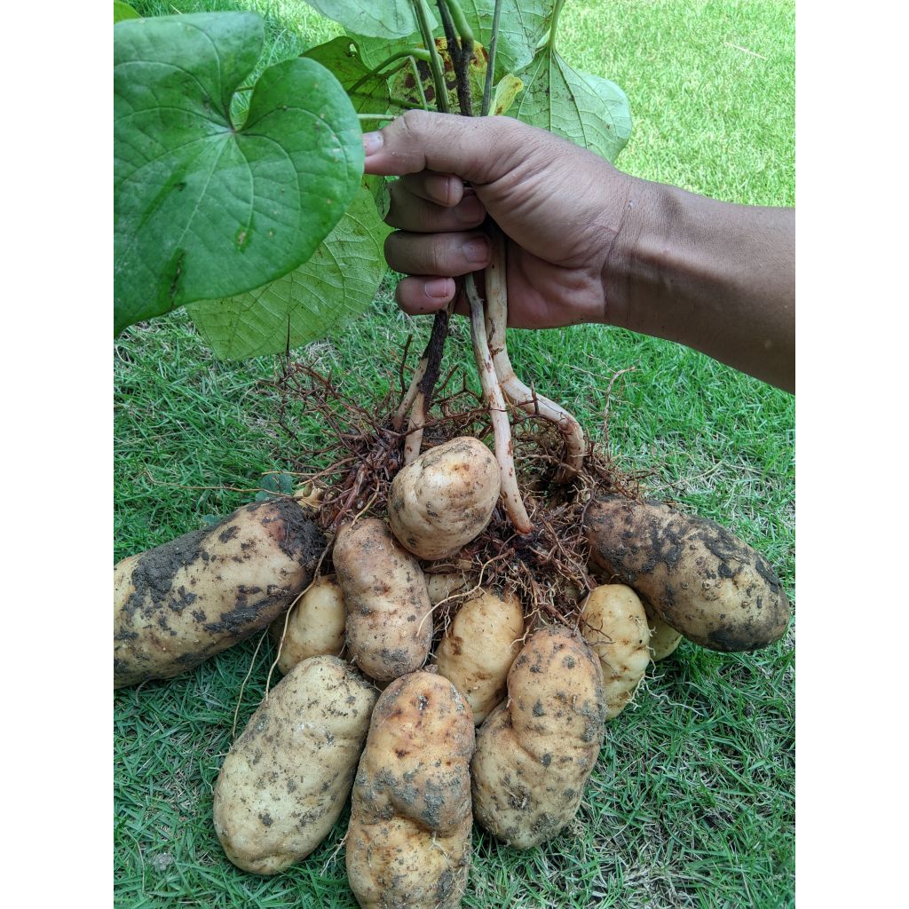Ubi gembili ketan / Mbili ketan super pulen fresh 1kg