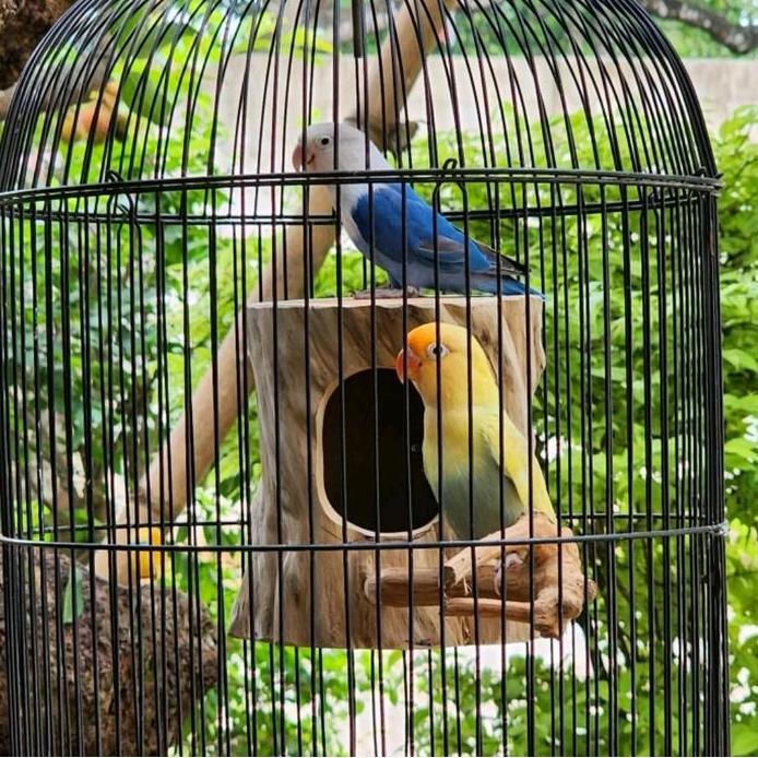 Glodok finch parkit glodok burung kecil