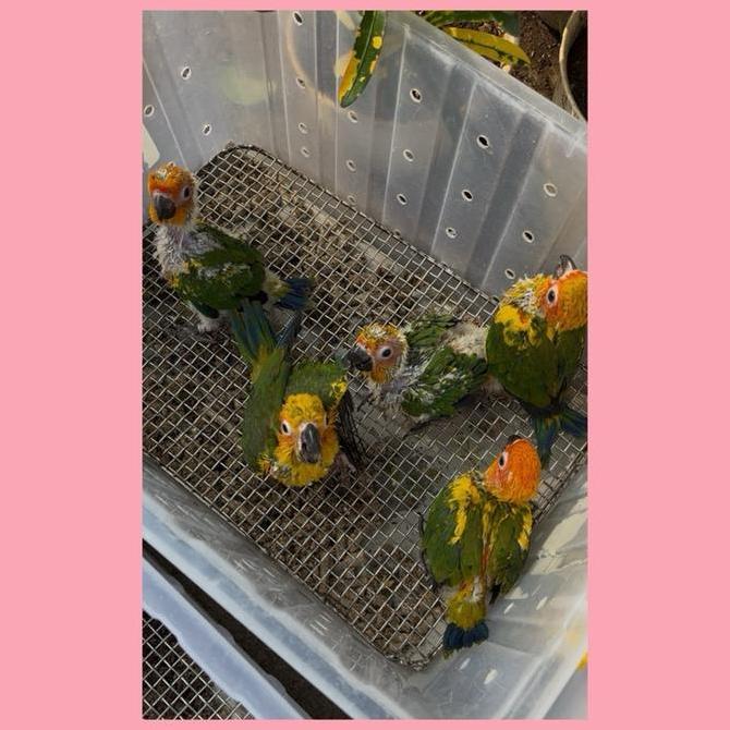 Alas Stainless Tatakan Baby Anakan Burung Macaw Conure Falk Kakatua