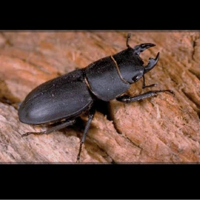 Dorcuss titanus betina hidup
