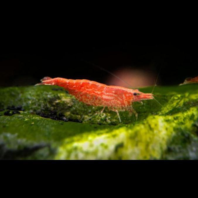udang hias red cerry indukan isi 25 ekor