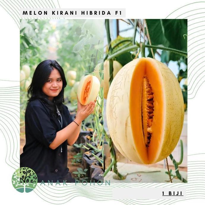 Benih Bibit Biji - Melon Eksklusif KIRANI F1 Hibrida Sweet Orange Seed