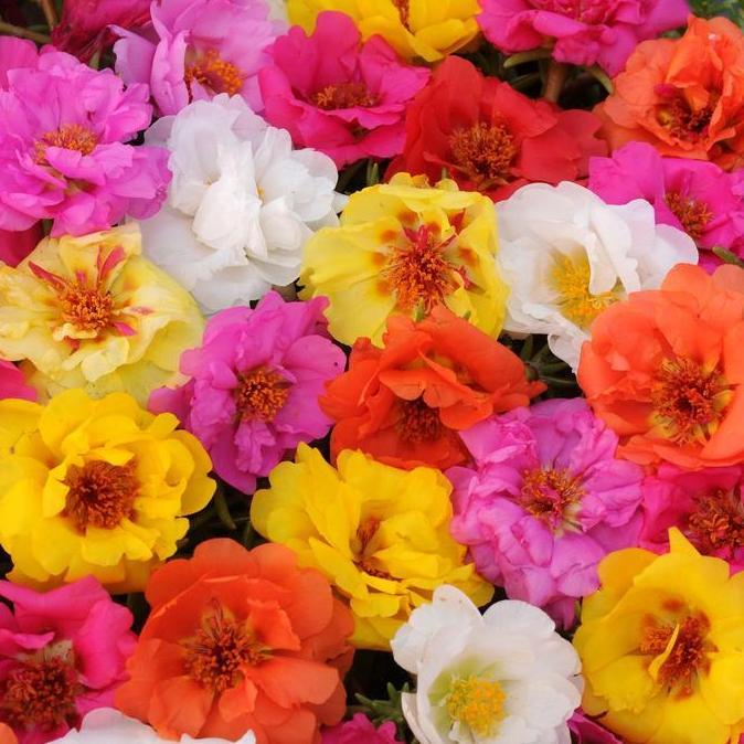 Benih Bibit Biji - Bunga Krokot Moss Rose Mix (Portulaca grandiflora) Krokot Mawar Single & Double F