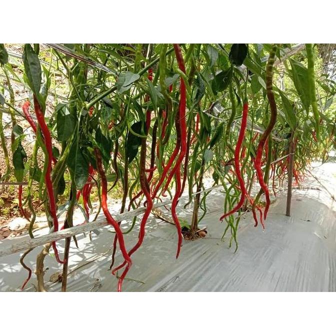 Benih Bibit Biji - Cabai Thunder Mountain Longhorn Pepper Seeds (Cabe Terpanjang di Dunia) Pepper Se