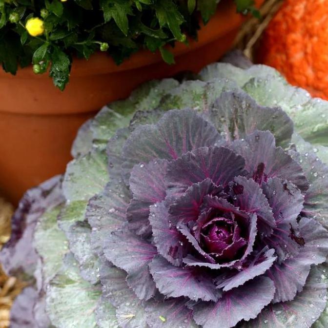 Benih Bibit Biji - Flowering Kale Pigeon Red F1 Kale Ornamental Seeds - IMPORT