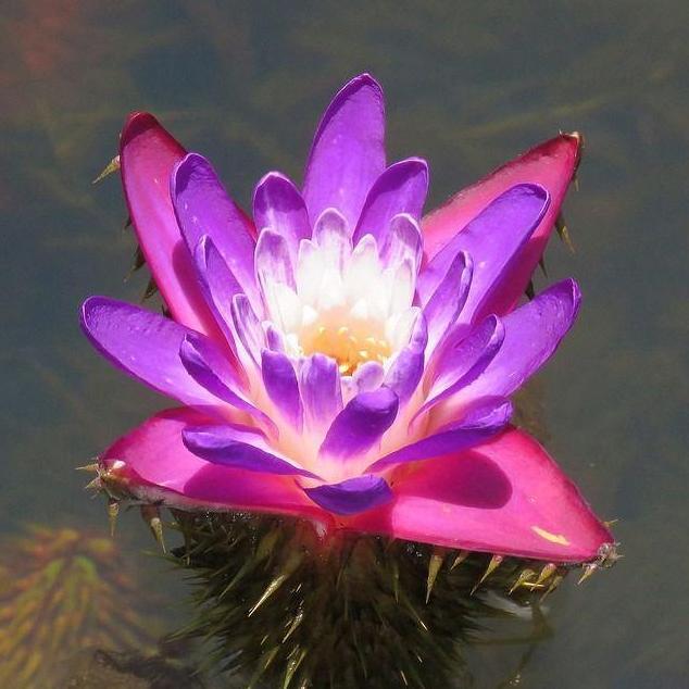 Benih Bibit Biji - Gorgon Lily / Prickly Water Lily Aquatic Plant Tanaman Air Teratai Berduri Euryal