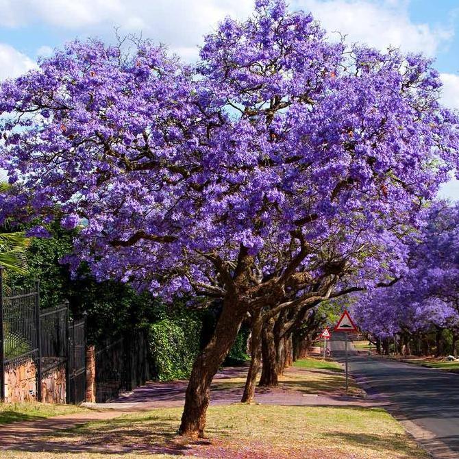 Benih / Bibit / Biji - Pohon Blue Jacaranda Tree Seeds - IMPORT