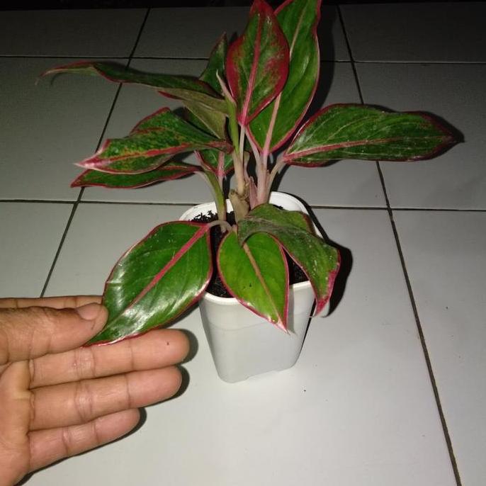 tanaman pot(aglonema)