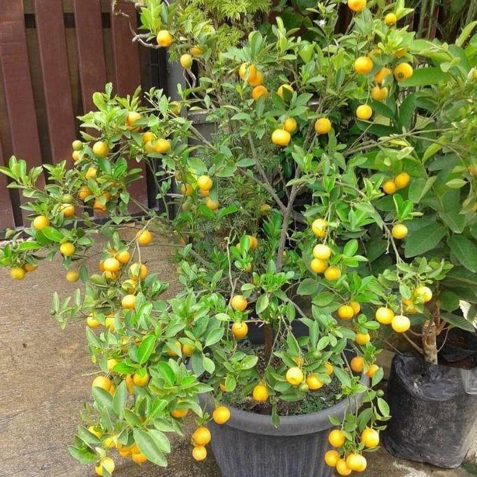 tanaman buah pohon jeruk kip lemon cina sdh berbuah tinggi 50-60cm
