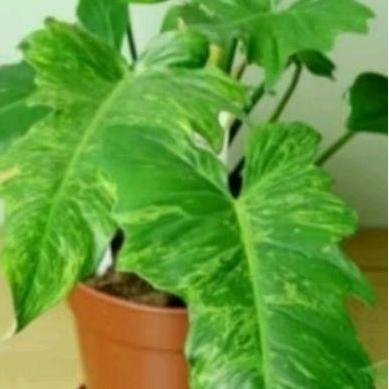 Tanaman Hias philodendron dragon Varigata/philo dragon golden varigata.