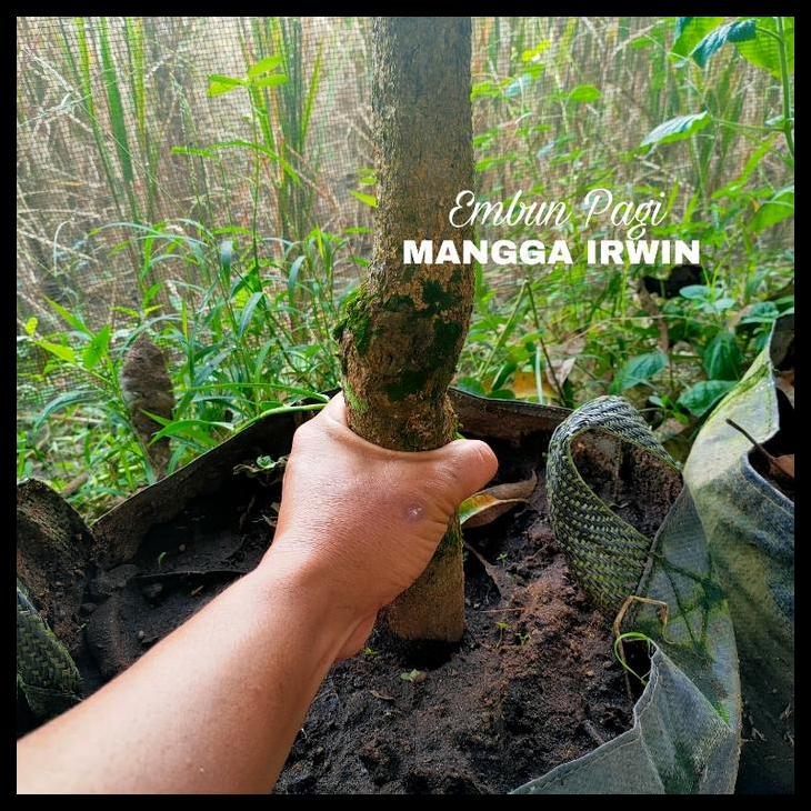 Promo / Embun Pagi Bibit Mangga Irwin Jumbo Tinggi 2 Meter Up Sudah Berbuah Berkali-Kali Buah Ungu M