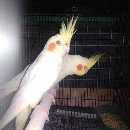 BURUNG PARKIT AUSTRALIA LUTINO MATA MERAH