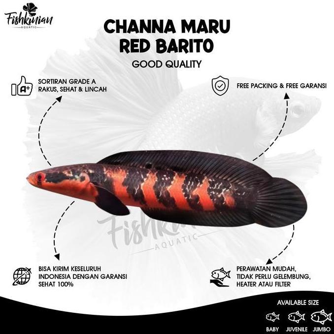 Pescare- Ikan Channa Maru Red Barito Grade A