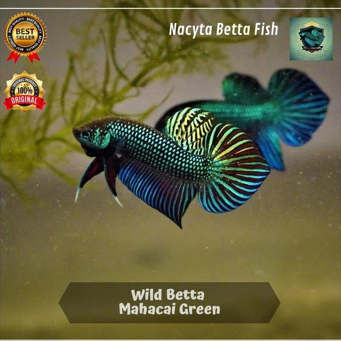 NEW WILD BETTA MAHACHAI GREEN ORI