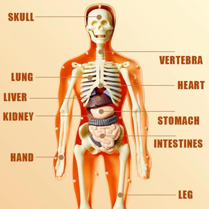 HUMAN BODY ANATOMY MODEL MAINAN DOKTER MAINAN TENGKORAK  HUMAN ORGANS
