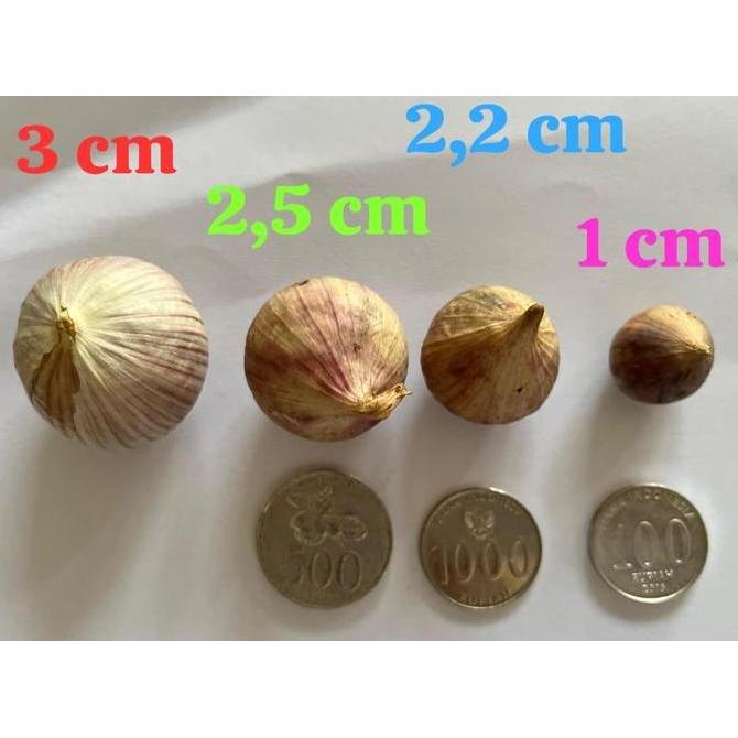 Bawang Putih Tunggal/Bawang Lanang Tunggal Import Jumbo 1KG BS