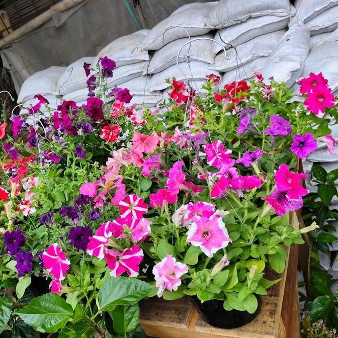 tanaman hias petunia, bunga petunia