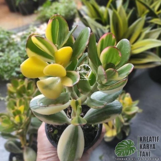 Tanaman hias jade plant varigata - Jade plant variegata