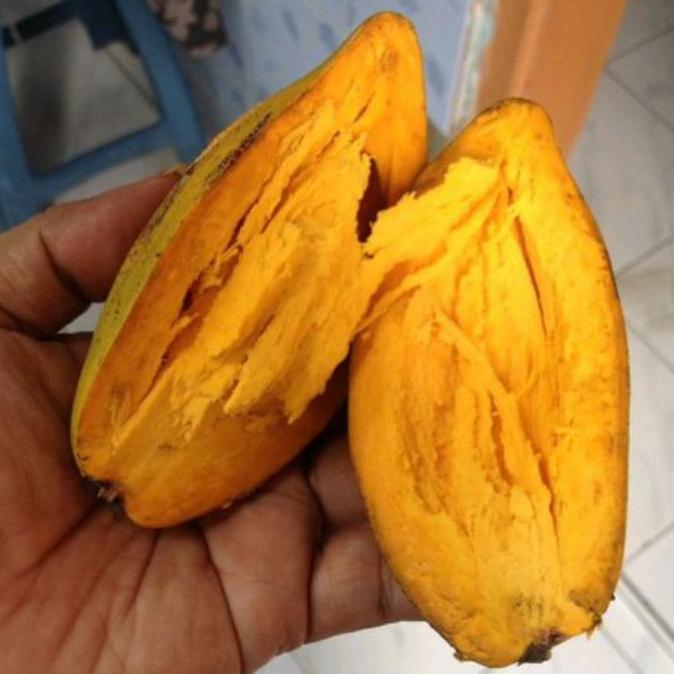 tanaman pohon buah alkesah | sawo mentega
