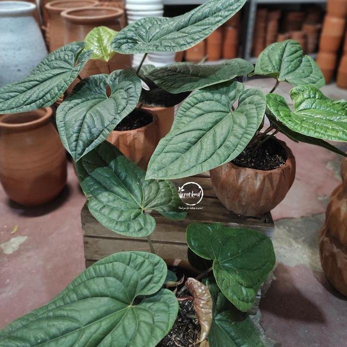 Anthurium Radicans / Anthurium Sirih / Anthurium