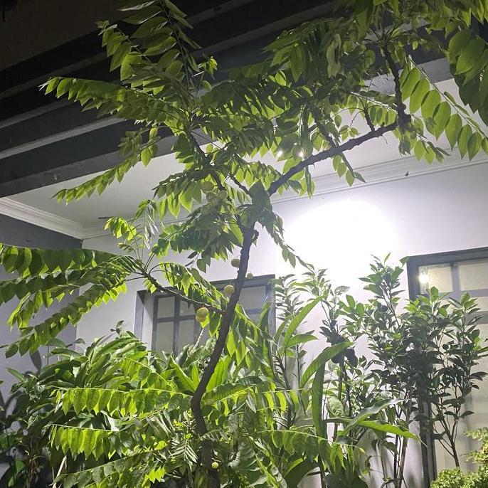 tanaman buah cermai // sudah berbuah