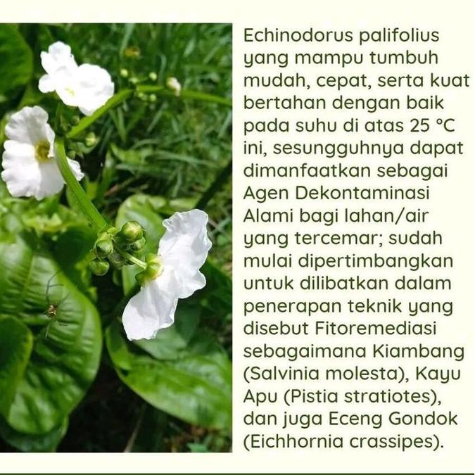 Melati Air - Tanaman Hias Bunga Melati Air - Bunga Melati - Tanaman Air - Bunga Melati Air
