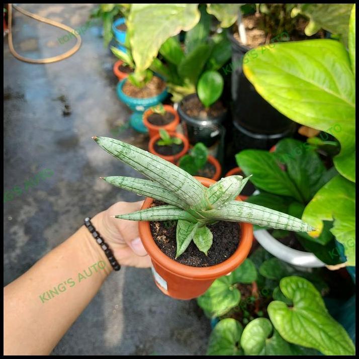BEST DEAL SANSE / SANSEVIERIA BONCEL PLATINUM 15112022 