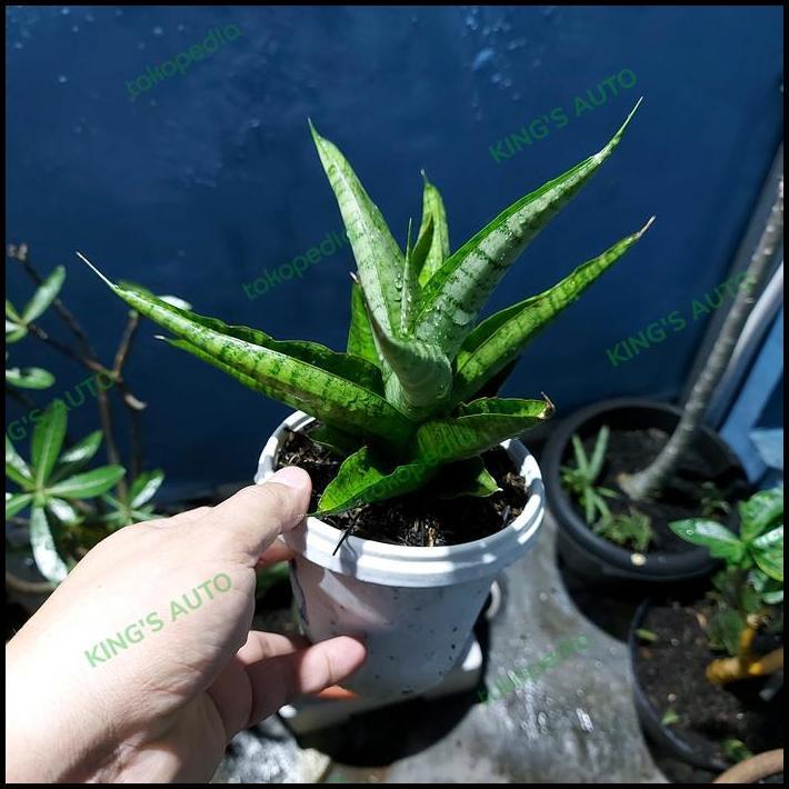 HOT DEAL SANSE / SANSEVIERIA HYBRID CORDOVA 14112022 