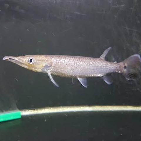 TERLARIS!! HIASAN AQUARIUM IKAN HUJETA GAR TANKMATE MANTUL IKAN HIAS