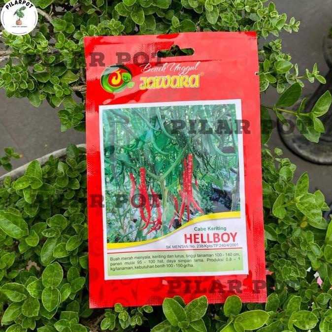 Benih Bibit Cabe Keriting Benih Unggul Jawara - CABE KERITING HELLBOY