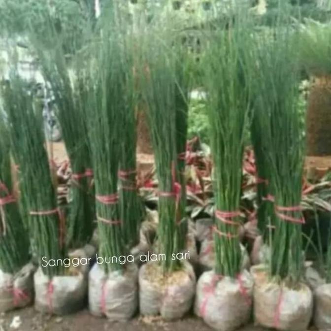 Tanaman Hias Bambu Air Bambu Pagar
