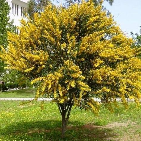 Biji Benih Pohon Johar | Acacia Siamea (Superior Seeds)