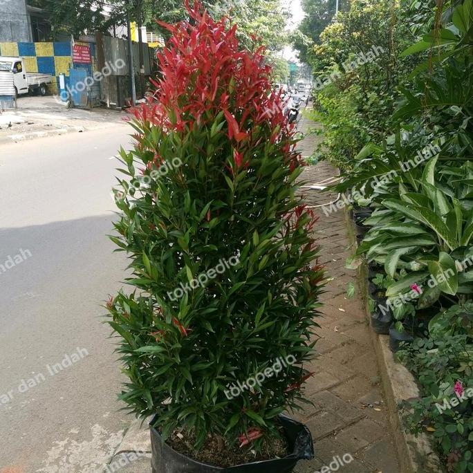 Parkz- Tanaman Pucuk Merah Besar Sudah Rimbun Banget, Pucuk Merah