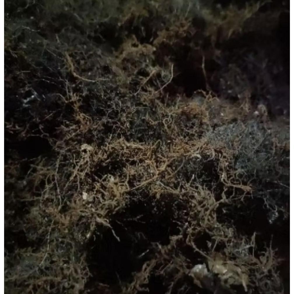 Promo Cod Mos Hitam Asli Media Anggrek 1Kg ><