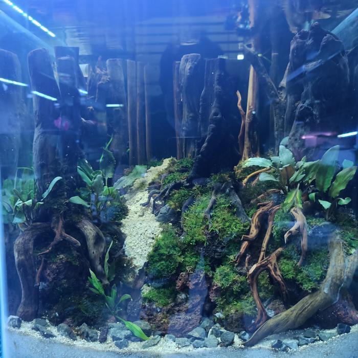 Aquascape Design Tema Jungle Style utk Tank 40 Cm x 35 Cm x 40 Cm