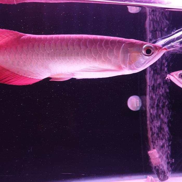 ikan arwana super red 20cm