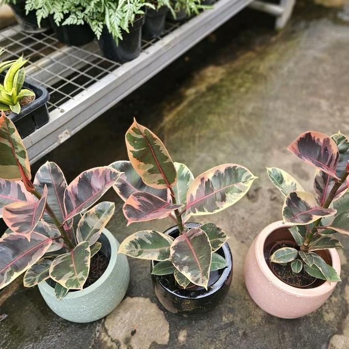 Ficus Elastica Tineke Ruby / Karet Kebo Variegata Ruby