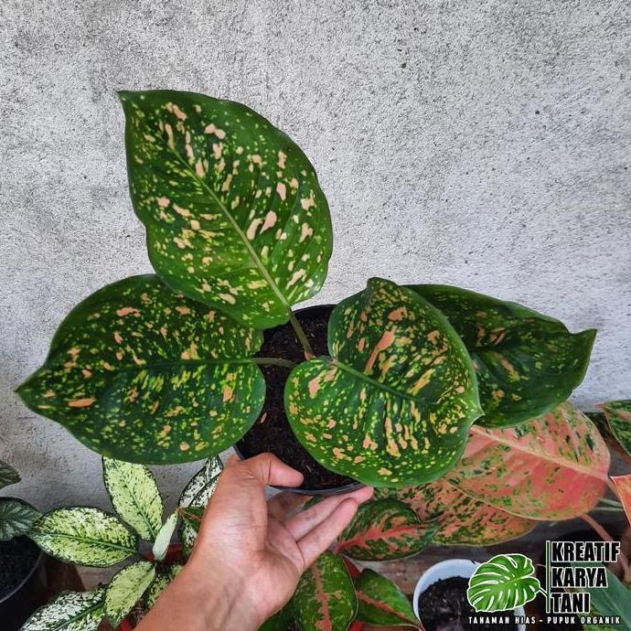 Tanaman hias aglonema ruby chiangmay - Aglonema ruby chiang mai