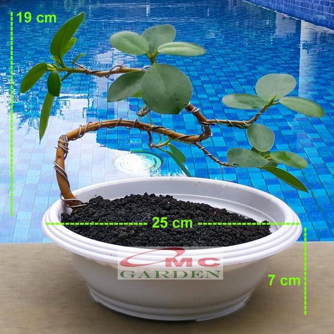 Tanaman Hias Pohon Bonsai Mame Beringin Korea Mini Dolar B-BK-007