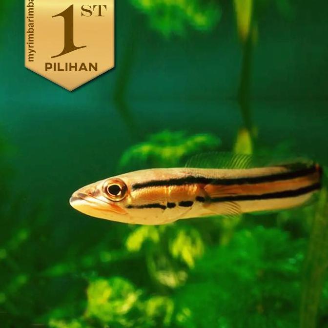 Toman Ikan Hias Predator Hiasan Aquarium Aquascape Tanaman Air Tawar