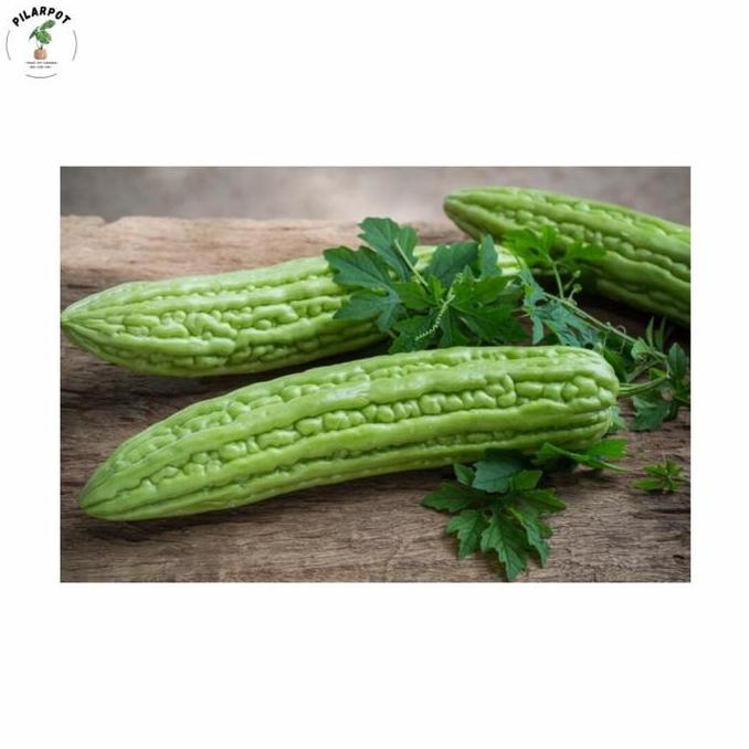 Giardino- Benih Bibit Pare Paria Lipa F1 Cap Panah Merah - Paria Lipa F1