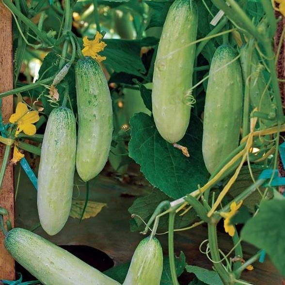 Giardino- Benih Timun Mentimun Vanesa Isi 20 Gram Cap Panah Merah