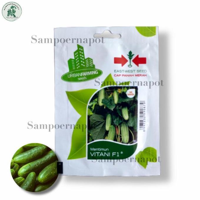 Giardino- Benih Bibit Timun Lalap Vitani F1 Cap Panah Merah - Timun Vitani F1