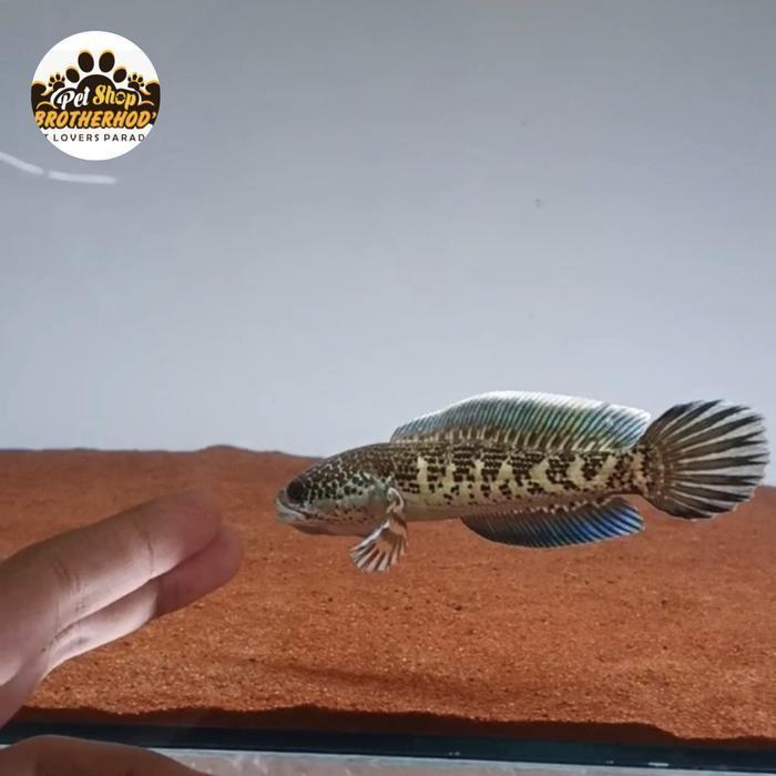 auranti sortiran 10-14cm