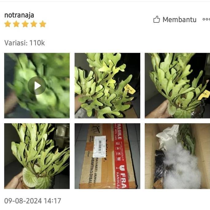 Sunn- Platycerium Ridleyi / Simbar Menjangan / Tanduk Rusa Kalimantan