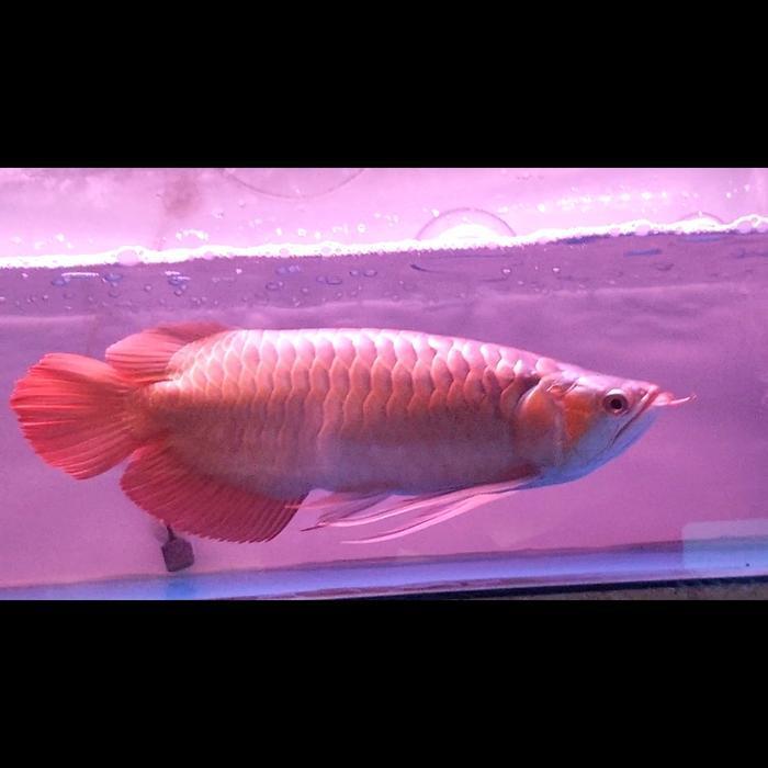 ikan arwana super red SSB 40cm