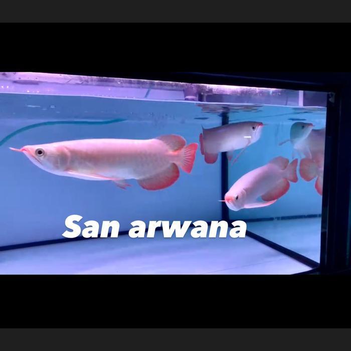 San Arwana Ikan Arwana Super Red Big Size Premium Kalimantan Barat Kapuas Hulu Genetik Merah Kuat Si
